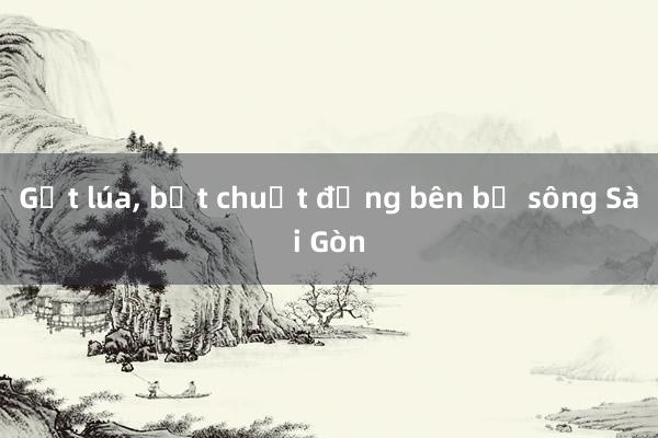 Gặt lúa， bắt chuột đồng bên bờ sông Sài Gòn